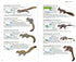 Mammals of China 2020